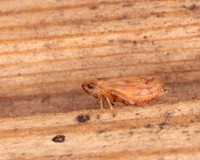 020. Hopper 1 22NOV25