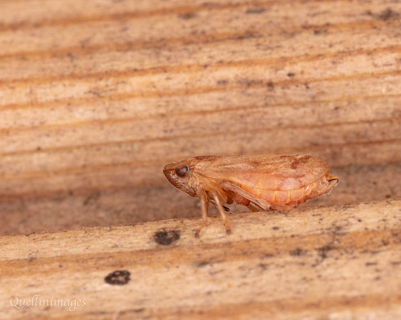 020. Hopper 1 22NOV25