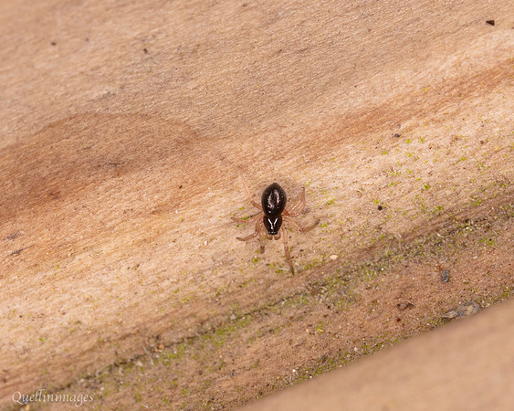 022. Spider 3 22NOV25
