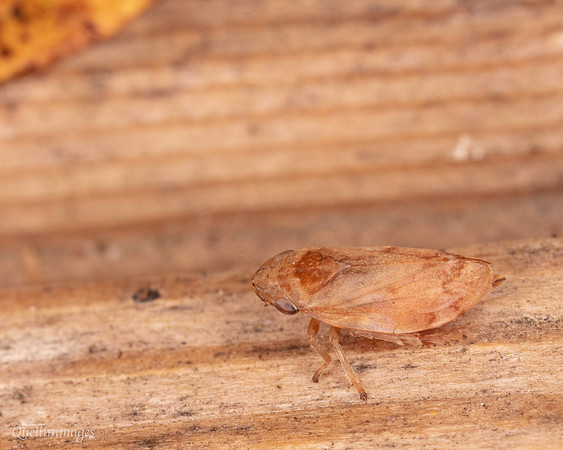 021. Hopper 1a 22NOV25