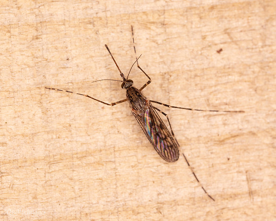 024. Mosquito poss. Ochlerotatus annulipes 1 22NOV25