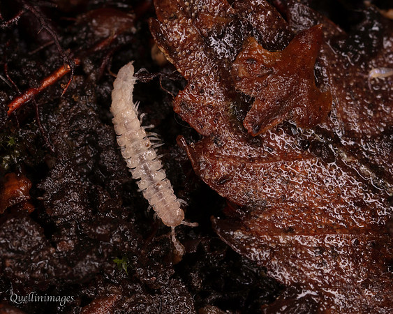 026. Flat backed Millipede 1 22NOV25