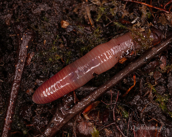 025. Worm 3 22NOV25