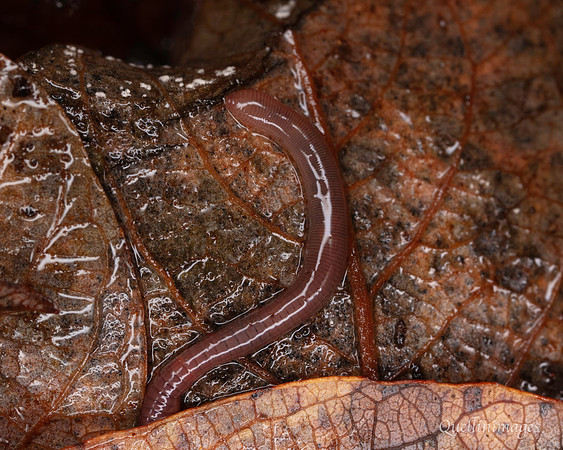 027. Worm 4 22NOV25