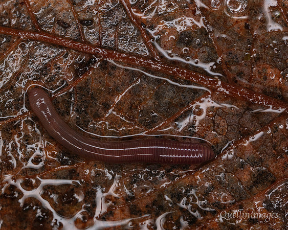 028. Worm 4a 22NOV25