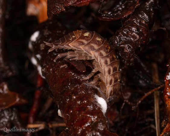 029. Woodlouse 2 22NOV25