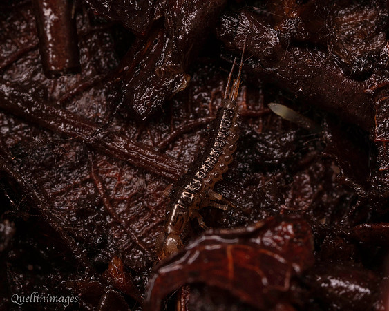 031. Beetle larva 1a 22NOV25