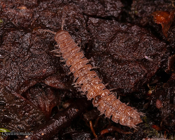 032. Flat backed Millipede 2 22NOV25