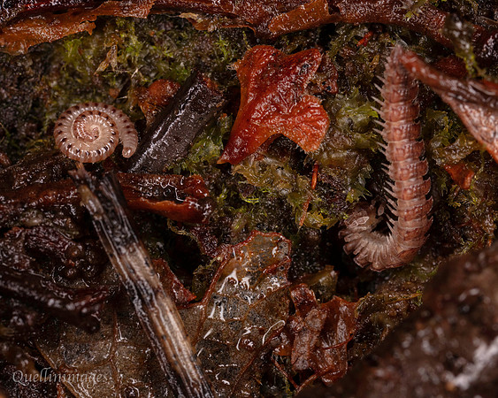 033. Snake and Flat Millipedes 1 22NOV25