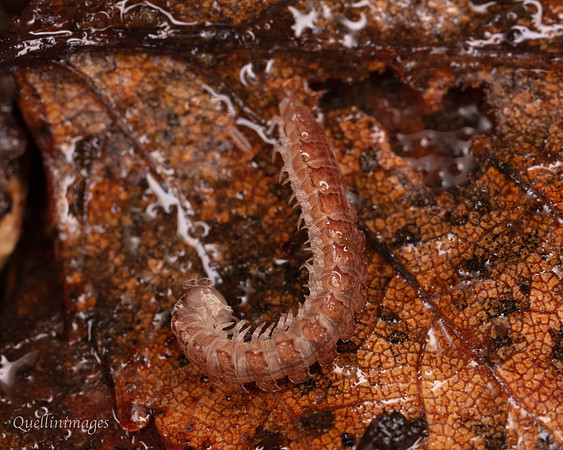 034. Flat backed Millipede 3 22NOV25