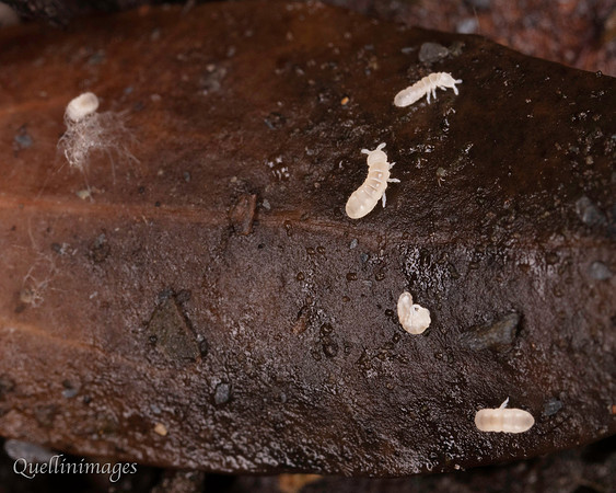 037. Springtail 6 22NOV25