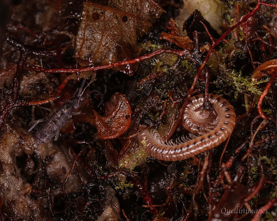 035. Springtail 5 22NOV25