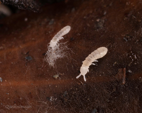038. Springtail 6a 22NOV25