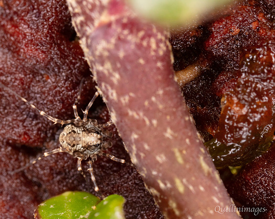 006. Harvestman Megabunus diadema poss 2 22NOV25