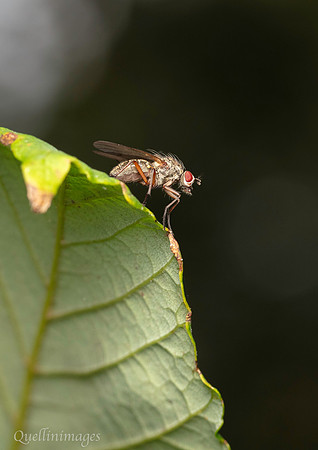 005. Silvery fly unknown 21SEP24