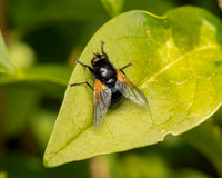 Tachina sp. possibly grossa