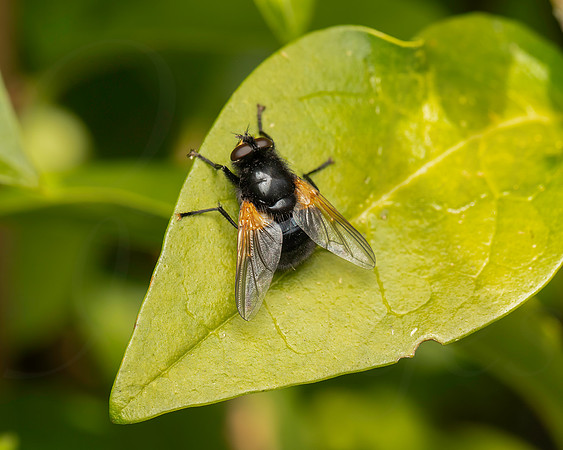 Tachina sp. possibly grossa