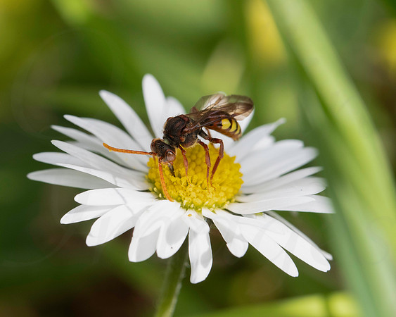 Nomada sp. possibly flava