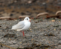 Black Headed Gull