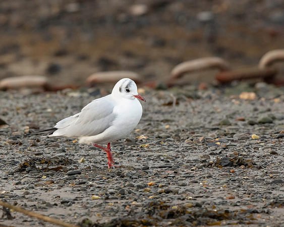 Black Headed Gull
