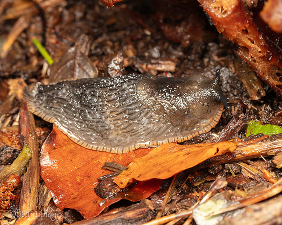042. Slug Gov. Hse. 19OCT24