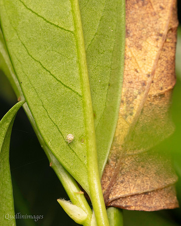 031. V small Spider Gov. Hse. 19OCT24