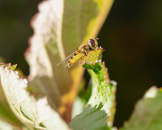 020. Hover fly Gov. Hse. 19OCT24