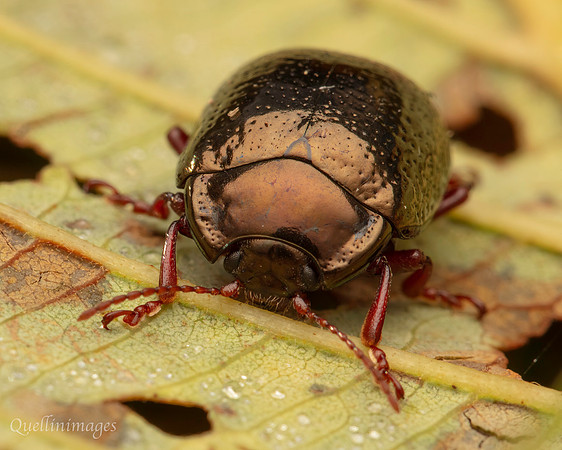 045. Leaf Beetle Gov. Hse. 19OCT24