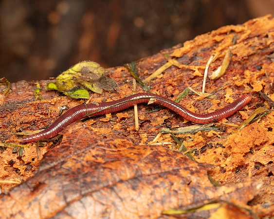 061. Earth worm Gov. Hse. 19OCT24