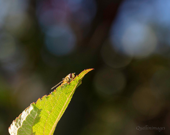 021. Hover fly Gov. Hse. 19OCT24