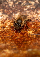 Honey Bee taking a drink