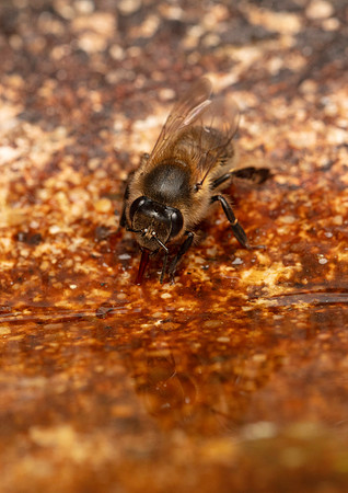 Honey Bee taking a drink