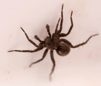02. Wolf Spider 1a tray CS 18aPR26
