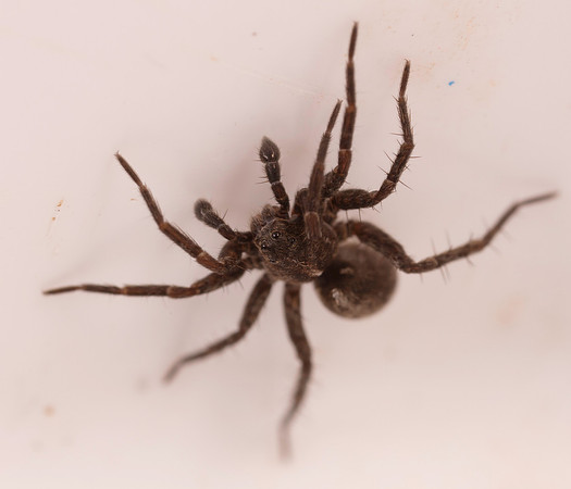 02. Wolf Spider 1a tray CS 18aPR26