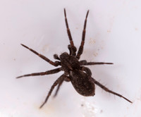 01. Wolf Spider 1 tray CS 18aPR26