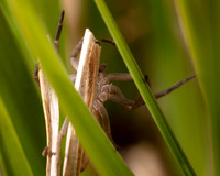 06. Spider 2 CS 18APR26