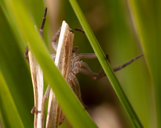 06. Spider 2 CS 18APR26
