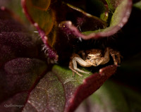 03. Crab spider 1 CS 18APR26