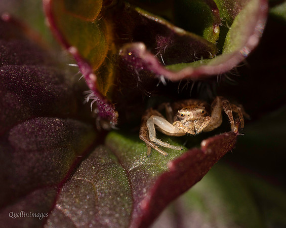 03. Crab spider 1 CS 18APR26
