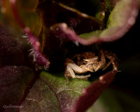 04. Crab spider 1a CS 18APR26