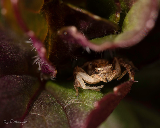 04. Crab spider 1a CS 18APR26