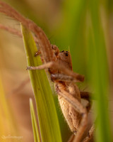 07. Spider 2a CS 18APR26