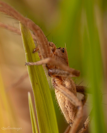 07. Spider 2a CS 18APR26