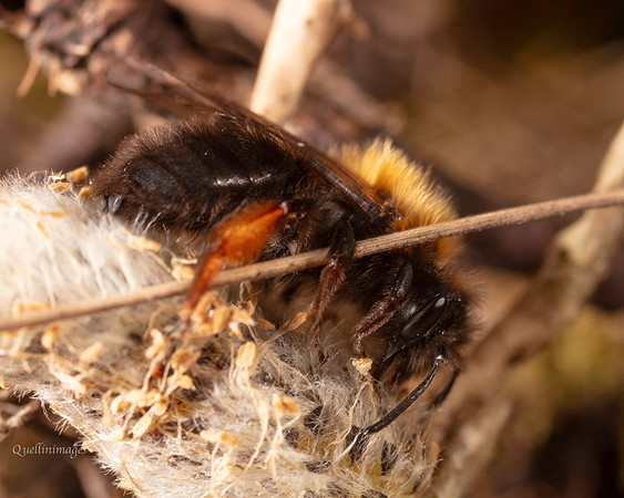 10. Mining Bee Andrena clarkella 1 CS 18APR26