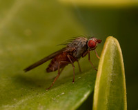 08. Pherbellia ventralis snail killing fly