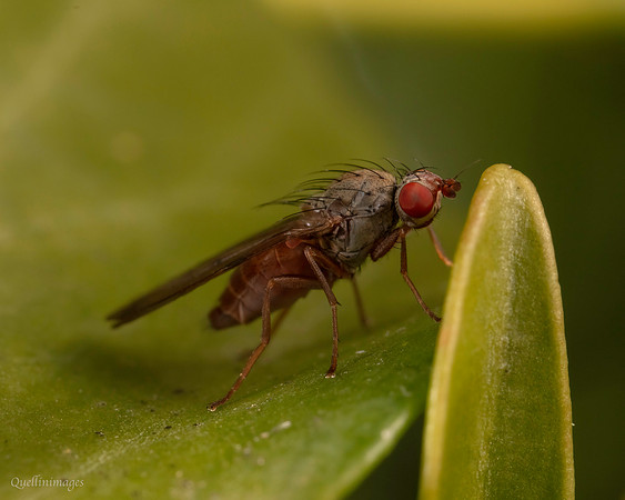 08. Pherbellia ventralis snail killing fly