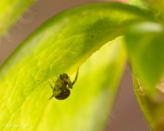 09. Spider unknown 3b backlit CS 18APR26