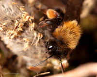 11. Mining Bee Andrena clarkella 1a CS 18APR26
