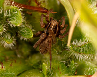 12. Wolf Spider 2 CS 18APR26