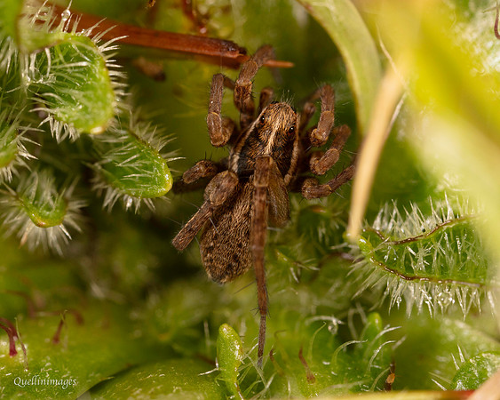 12. Wolf Spider 2 CS 18APR26
